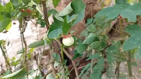 Green katuk and small hidden fruit. Видео 333819981