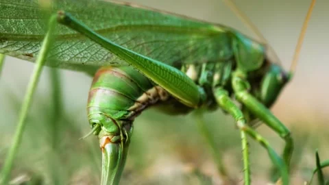 Green Katydid in Grass CloseUp. Stock Footage 307264309