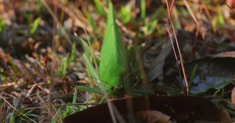 Green katydid on ground among dry grass at sunset macro shot Vidéo 337321354