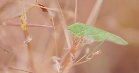 Green Katydid perched on a dry winter grass; sharp macro eyes and exoskeleton Stock Footage 334028086