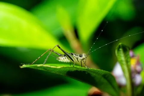 Green katydid perches on leaf Stock Photos