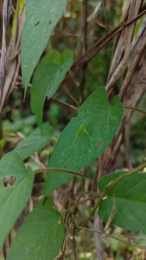 Green katydid resting on a leaf among dry brown vegetation Stock Footage 334694537