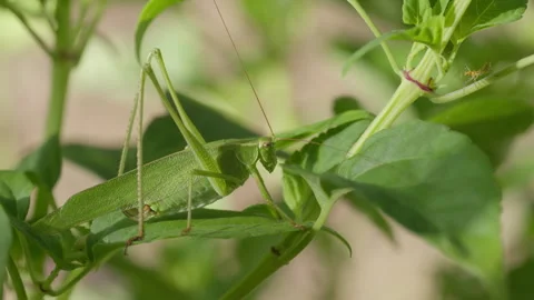 Green Katydid Touching Small Insect on Garden Plant, 4K Macro Wildlife Foota Stock Footage 343161019