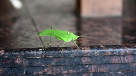 Green Katydid Walking Gracefully on Marble Floor Video stock 279627676