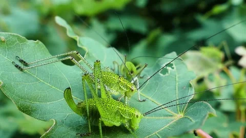 Green Katydids Mating on Leaf. Stock Footage 307263895