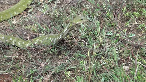 Green Keelback/Grass Snake Stock Footage 30255095