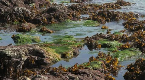 Green Kelp on rocks Stock Footage