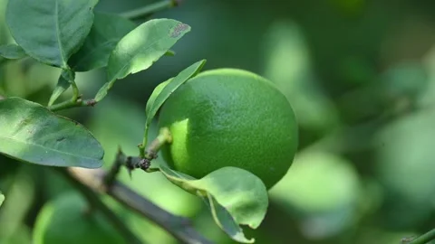 Green Key lime growing on tree branch. 库存影片 330451281