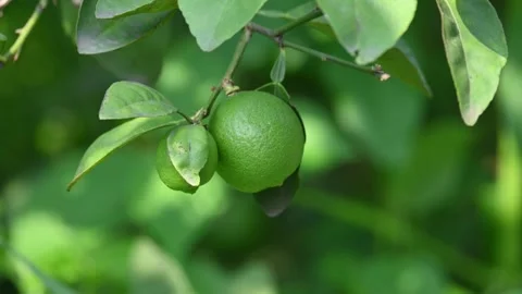 Green Key lime growing on tree branch. Видео 330451322