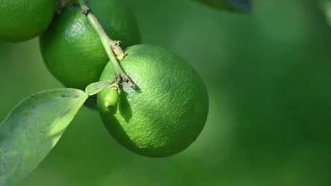 Green Key lime growing on tree branch. Stockbeeldmateriaal 330451333