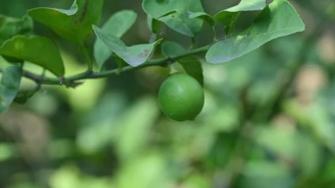 Green Key lime growing on tree branch. Видео 330451514
