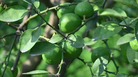 Green Key lime growing on tree branch. Vidéo 330451541
