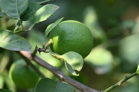 Green Key lime growing on tree branch. Stock Photos