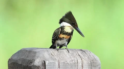 Green Kingfisher Stock-Footage 7749483