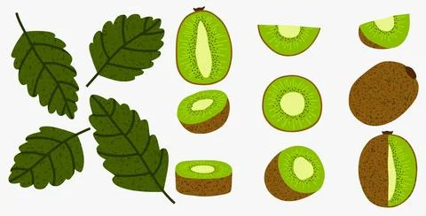 Green kiwi and mint. Vector set of fruits. Stock Illustration