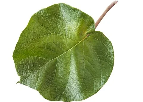 Green kiwi leaf isolated on white background Stock Photos