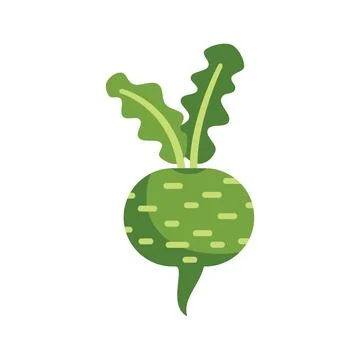 Green kohlrabi root vegetable showing large bulb and stem Stock Illustration