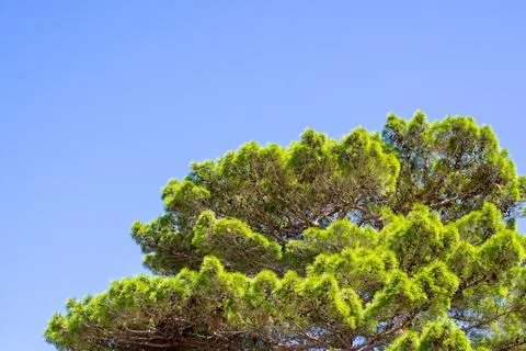 Green krone of a pine Stock Photos