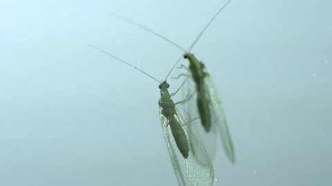 Green lacewing beetle standing in the mirror Vídeos de archivo 166692645