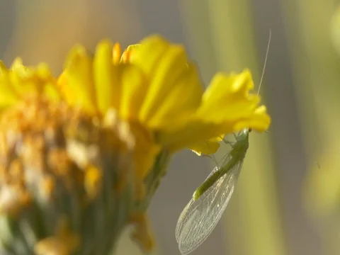 Green Lacewing Fly Stock Footage 76540242