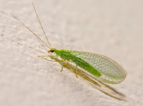 Green lacewing Stock Photos