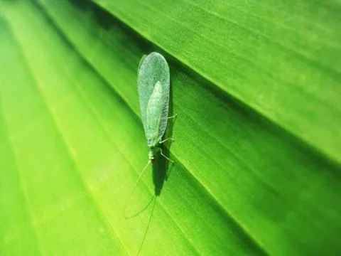 Green lacewing Foto stock