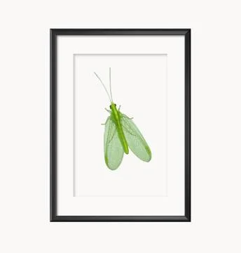 Green Lacewing Stock Photos