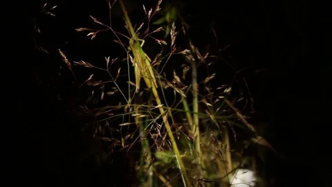 Green lacquer on a grass in the wind and the light of the reflector Stock Footage 83053937