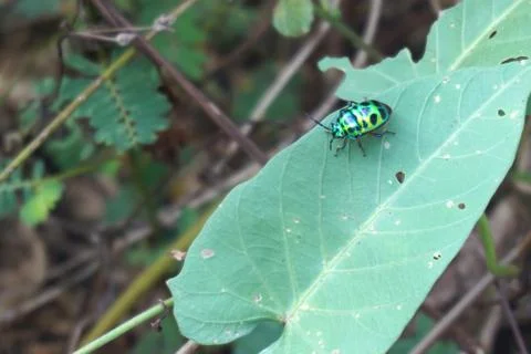 Green lady bug 001 Stock Photos