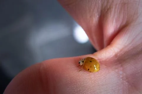 Green lady bug on the hand Stock Photos