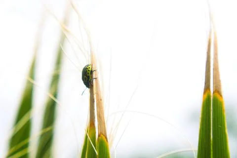 Green ladybug insect Stock Photos