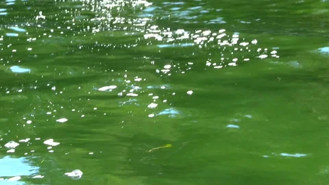 GREEN LAKE Stock Footage 179474943