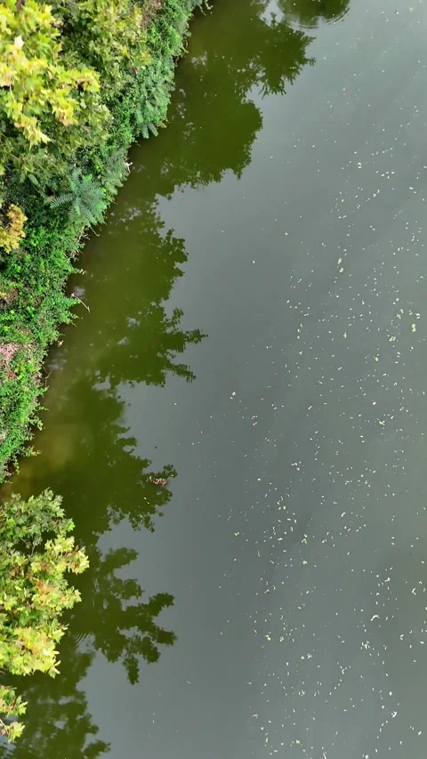 Green lake 動画素材 316182042