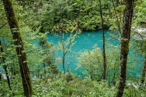 Green lake forest Stock Photos