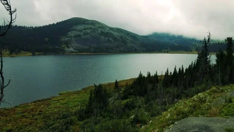 Green lake shore with dried trees and small firs. Stock Footage 148651904