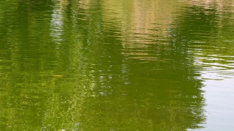 The Green Lake Surface in Nature Stock Footage 108569658