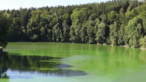 Green lake surrounded by dense summer forest reflects sunlight on its calm surfa Stock Footage 315940354
