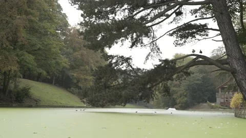 Green lake surrounded by some trees Stockbeeldmateriaal 131510448