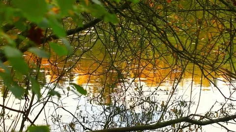 Green Lake Water Surface in Nature Stock Footage