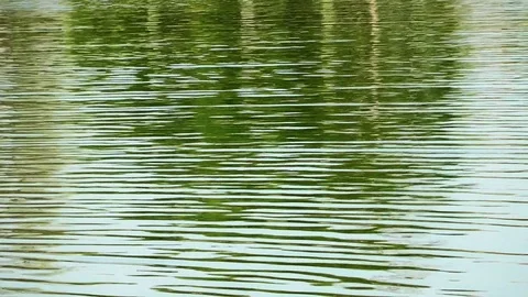 Green Lake Water Surface in Nature Stock Footage