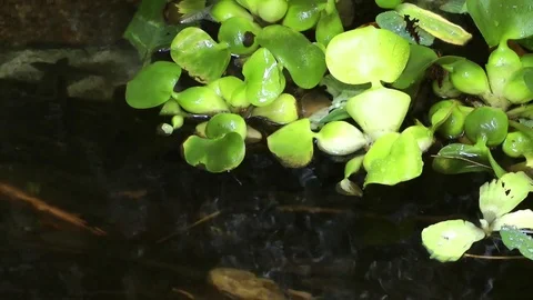 Green Lake Water Surface in Nature Stock Footage