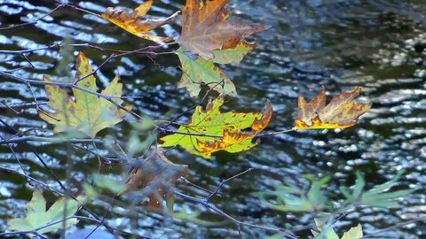 Green Lake Water Surface in Nature Stock Footage