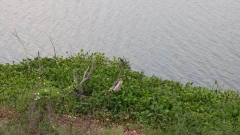 Green Lakeside Vegetation Close View Stock Footage 334756687