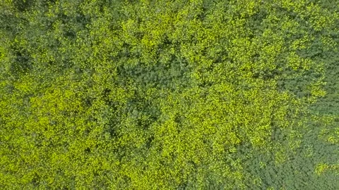 Green land aand trees area Stock Footage 137155153