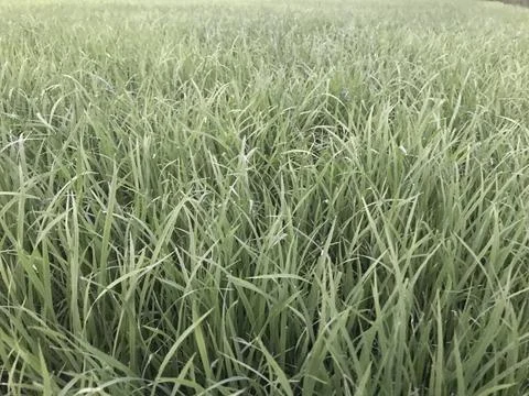 The green land Stock Photos