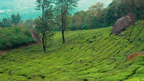 Green landscape Aerial View Of Munnar Tea Plantations Stock Footage 265221108