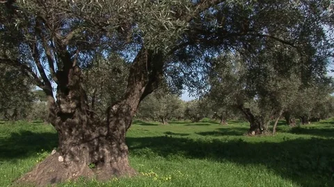 Green landscape with Ancient Olive trees Stock Footage 84314511