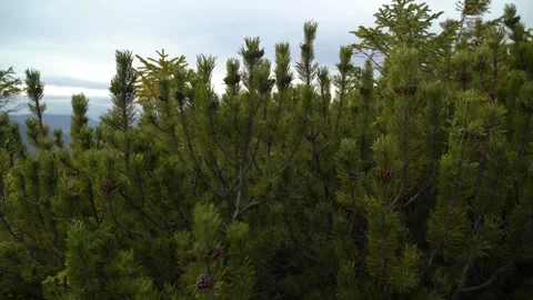 Green landscape and plants on the hillside during morning hours Stock Footage 329057032