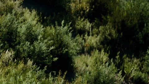 Green landscape with dense shrubs and varied vegetation in natural setting Stock Footage 340998986