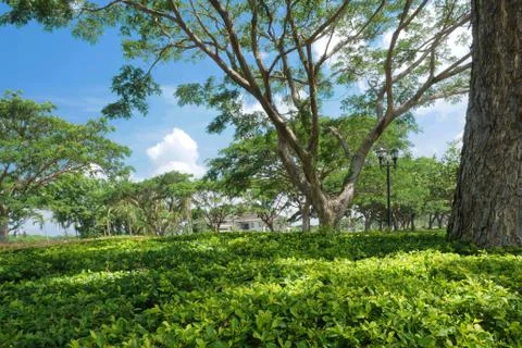 Green Landscape Design Stock Photos